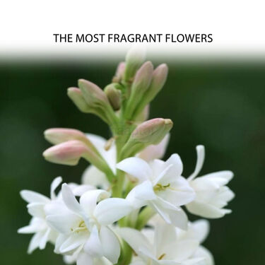 Pack of 10 Scented Multicolor Flower Bulb (TGR10)